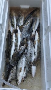 speckled trout in the ice chest during fishing in lake pontachtrain