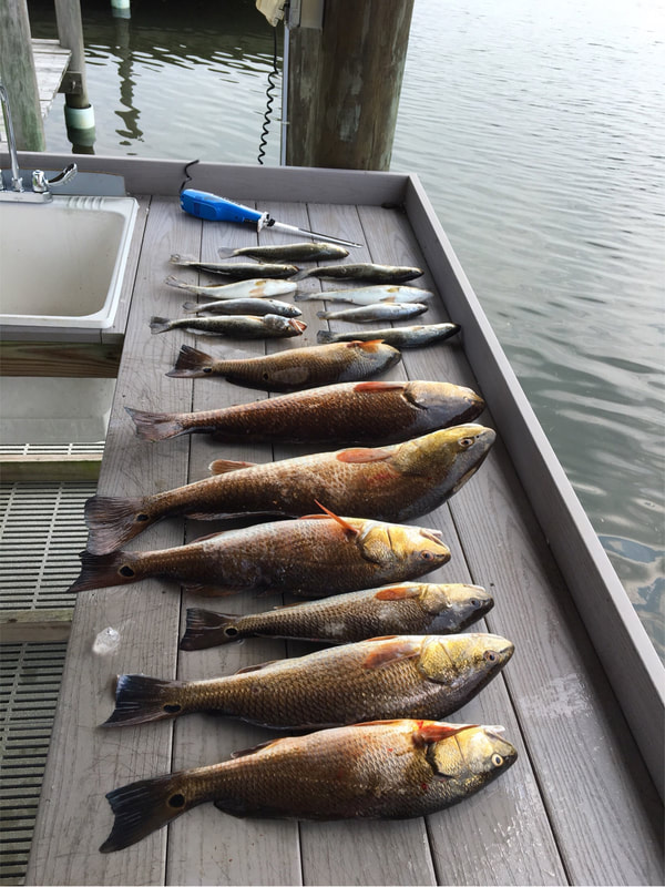 Redfish Caught with Victory Bay Charters
