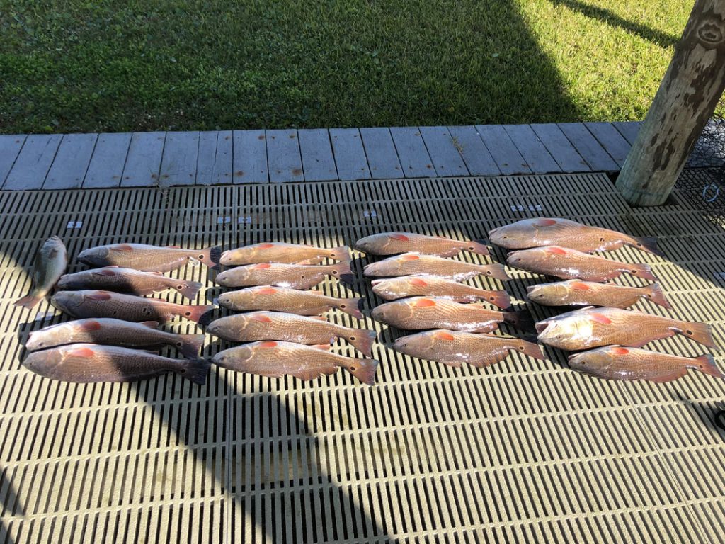 Redfish were on point in Lake Catherine today