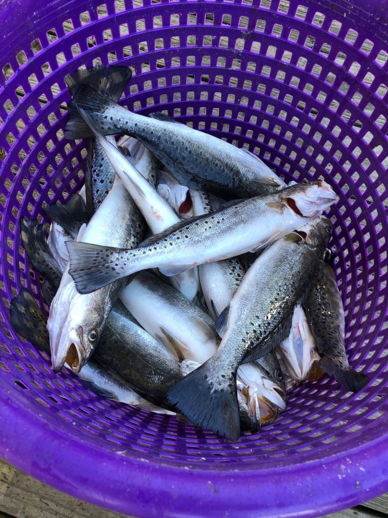 basket full of trout caught in New Orleans