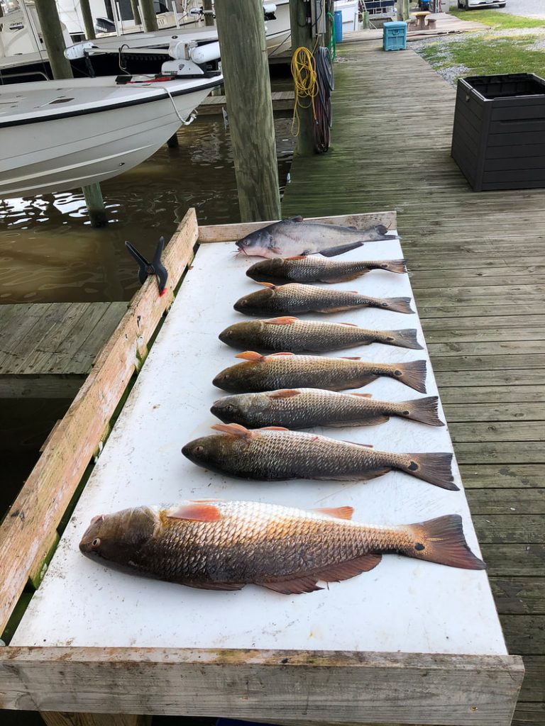 redfish and catfish