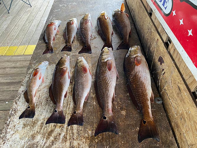 Charter Fishing for Redfish