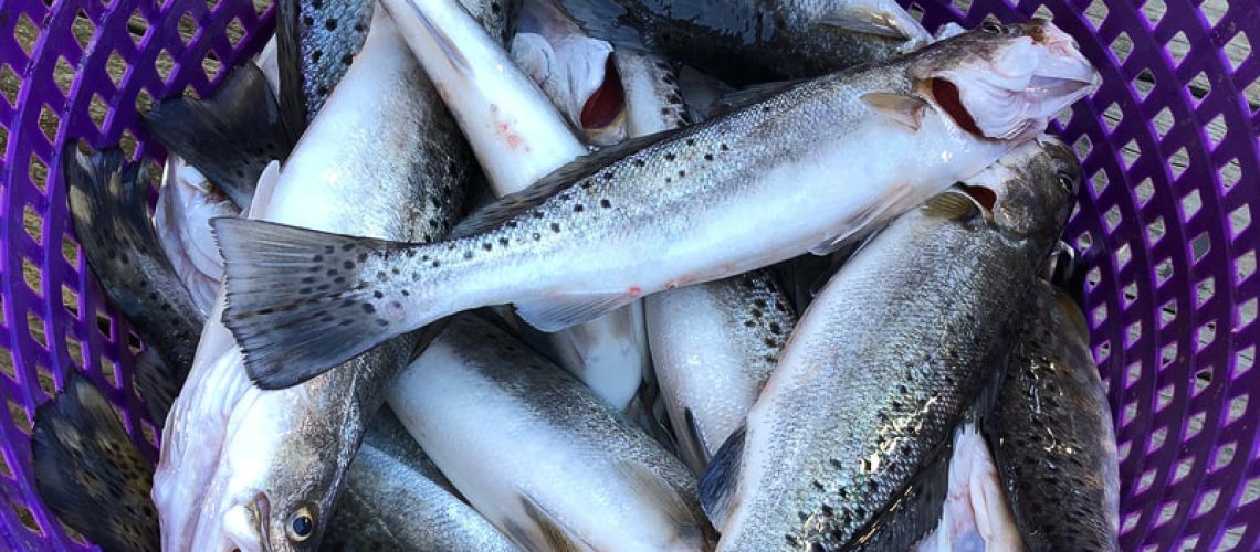 basket full of trout caught in New Orleans