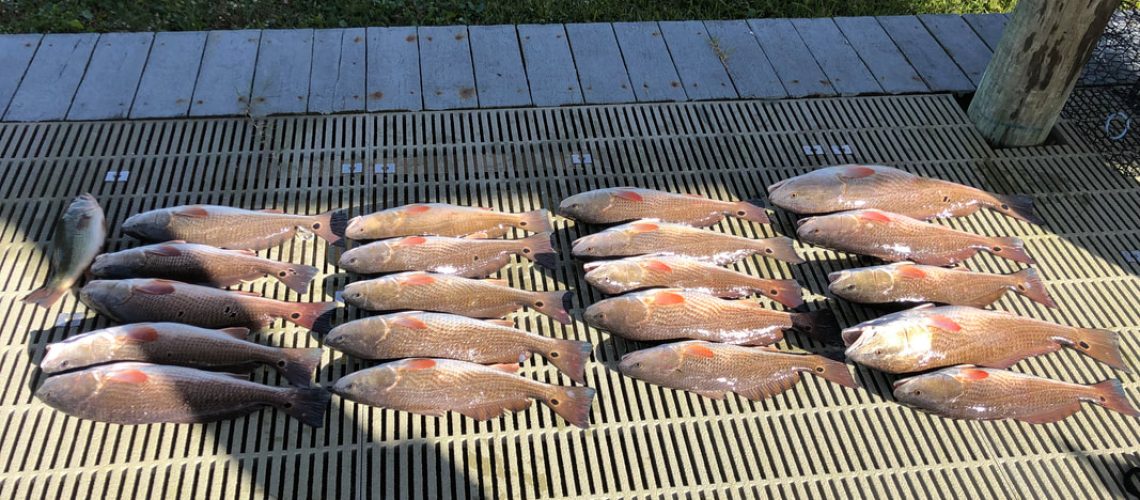 Redfish were on point in Lake Catherine today