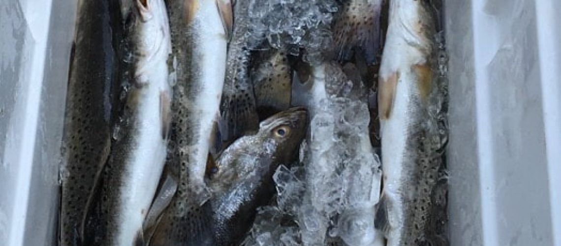 speckled trout in the ice chest during fishing in lake pontachtrain